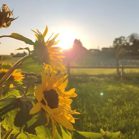 Sonnenblume
